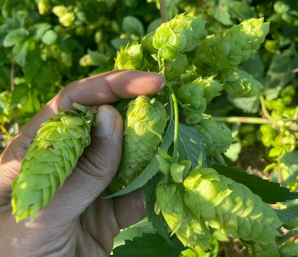 Lúpulos da fazenda premiada e parceira Ira Hops